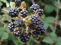 Moras