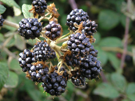 Moras