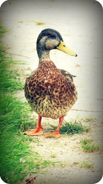 Canard